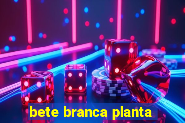 bete branca planta